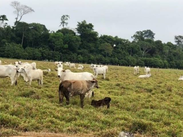 #1597 - Chácara para Venda em Porto Velho - RO - 3